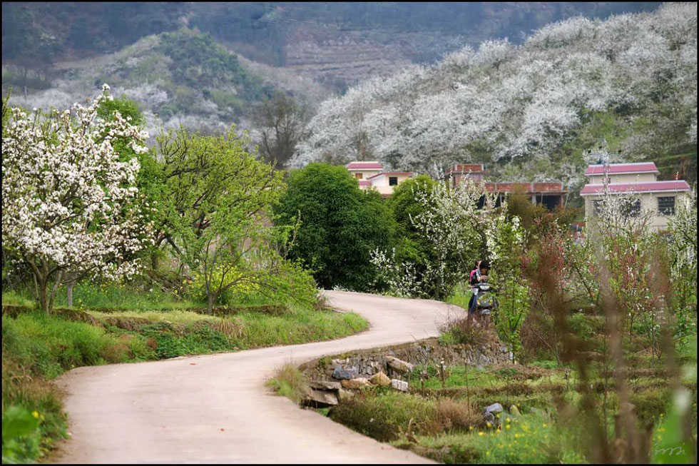 【春天,广西桂林灌阳县向您发出邀请!】我们在灌阳看梨花 - 游山玩水 - 海南生活社区 - 海南28生活网 hainan.28life.com