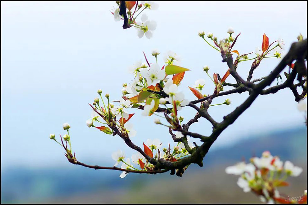 【春天,广西桂林灌阳县向您发出邀请!】我们在灌阳看梨花 - 游山玩水 - 海南生活社区 - 海南28生活网 hainan.28life.com