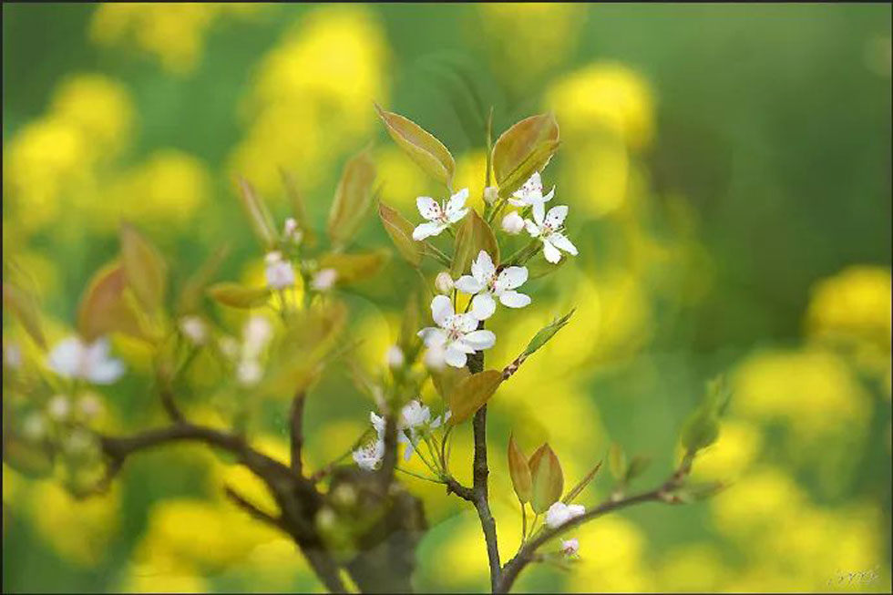 【春天,广西桂林灌阳县向您发出邀请!】我们在灌阳看梨花 - 游山玩水 - 海南生活社区 - 海南28生活网 hainan.28life.com