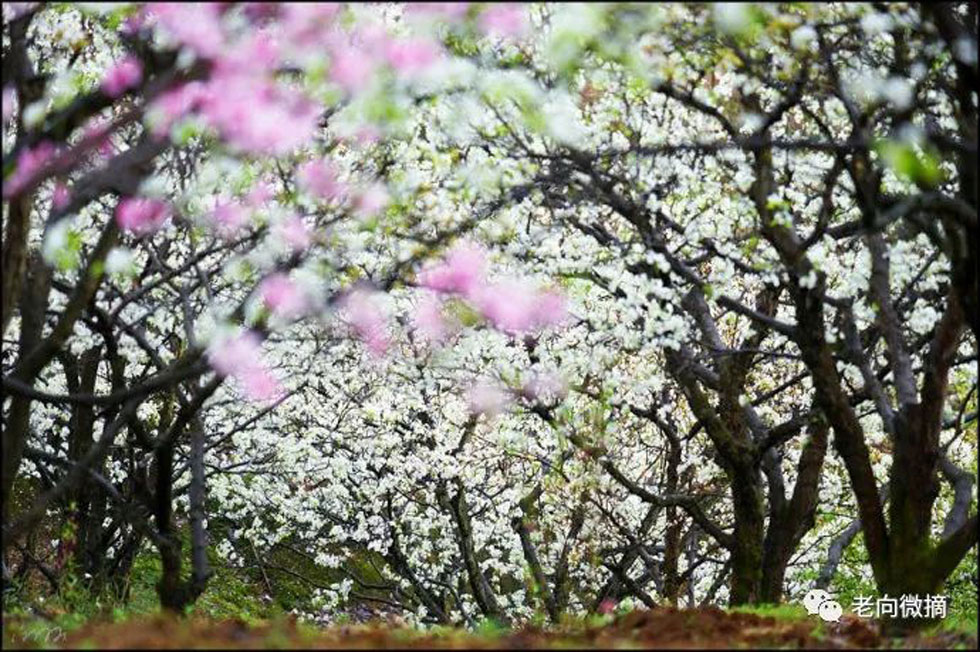 【春天,广西桂林灌阳县向您发出邀请!】我们在灌阳看梨花 - 游山玩水 - 海南生活社区 - 海南28生活网 hainan.28life.com