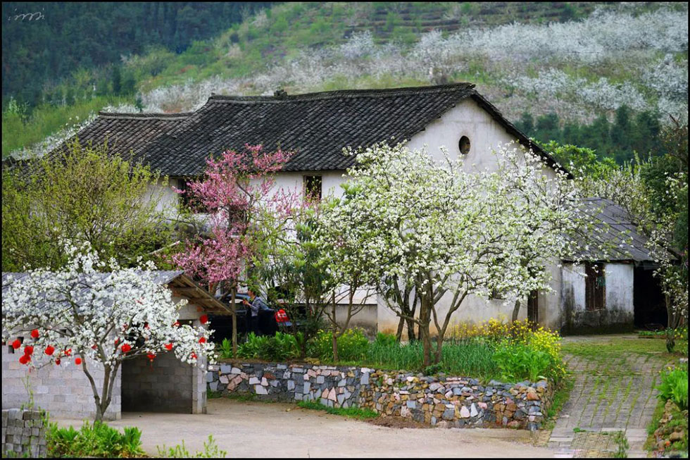 【春天,广西桂林灌阳县向您发出邀请!】我们在灌阳看梨花 - 游山玩水 - 海南生活社区 - 海南28生活网 hainan.28life.com