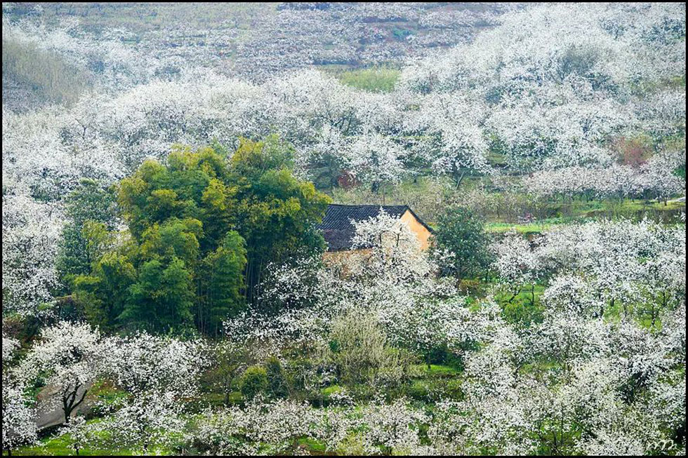 【春天,广西桂林灌阳县向您发出邀请!】我们在灌阳看梨花 - 游山玩水 - 海南生活社区 - 海南28生活网 hainan.28life.com