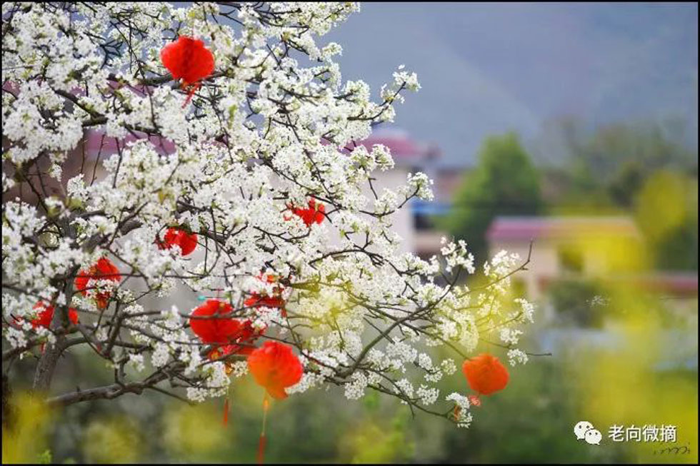 【春天,广西桂林灌阳县向您发出邀请!】我们在灌阳看梨花 - 游山玩水 - 海南生活社区 - 海南28生活网 hainan.28life.com