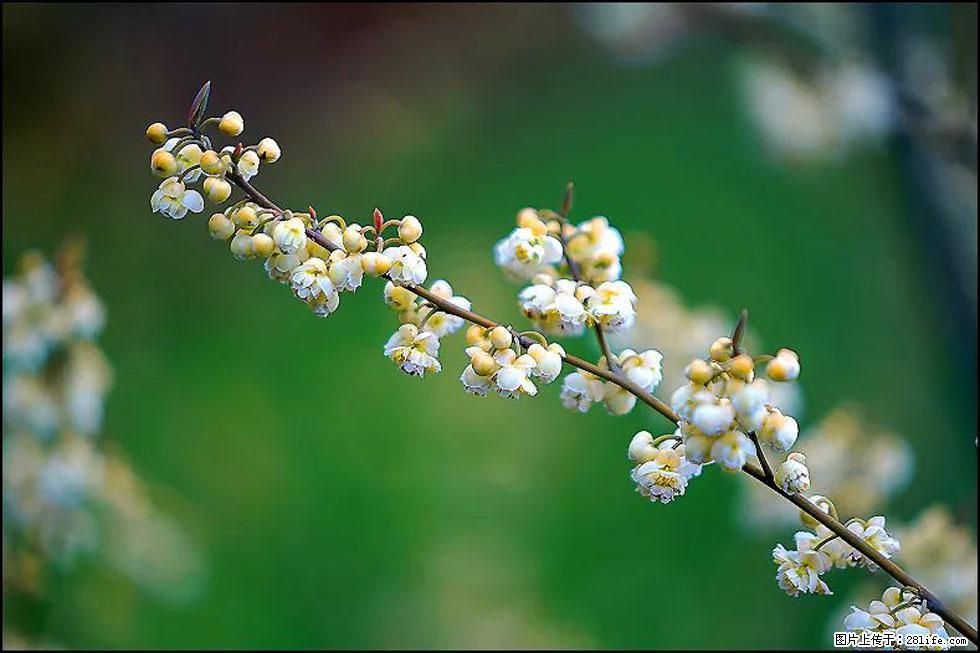 【春天，广西桂林灌阳县向您发出邀请！】米珠山前有片山苍子花在飘香 - 游山玩水 - 海南生活社区 - 海南28生活网 hainan.28life.com