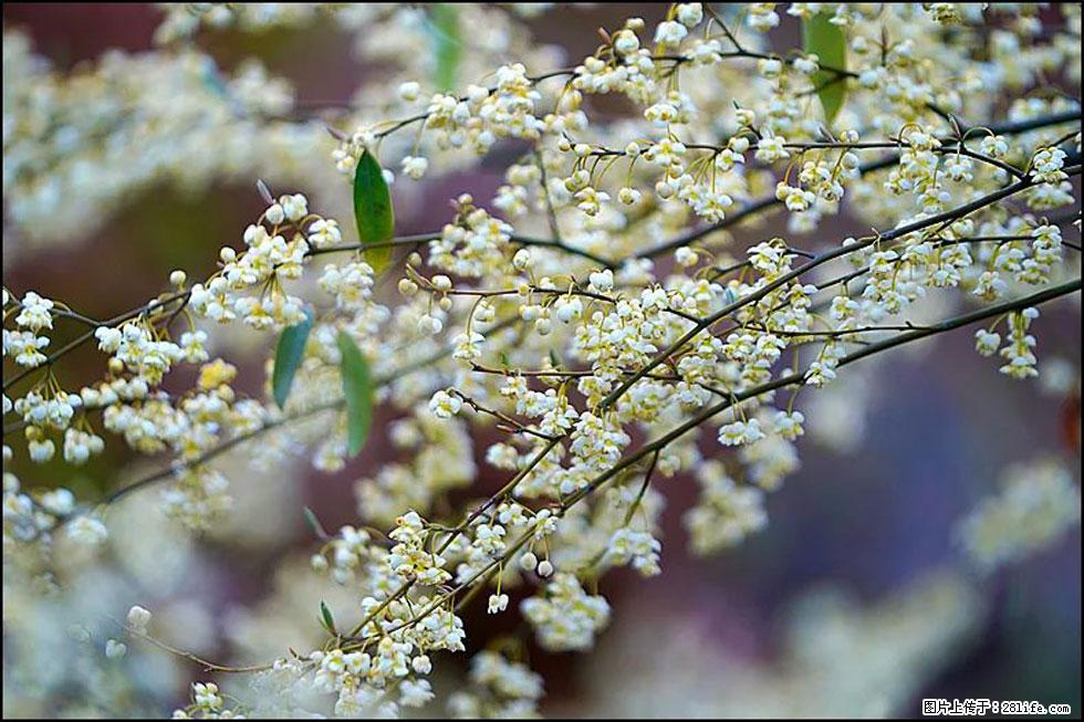 【春天，广西桂林灌阳县向您发出邀请！】米珠山前有片山苍子花在飘香 - 游山玩水 - 海南生活社区 - 海南28生活网 hainan.28life.com
