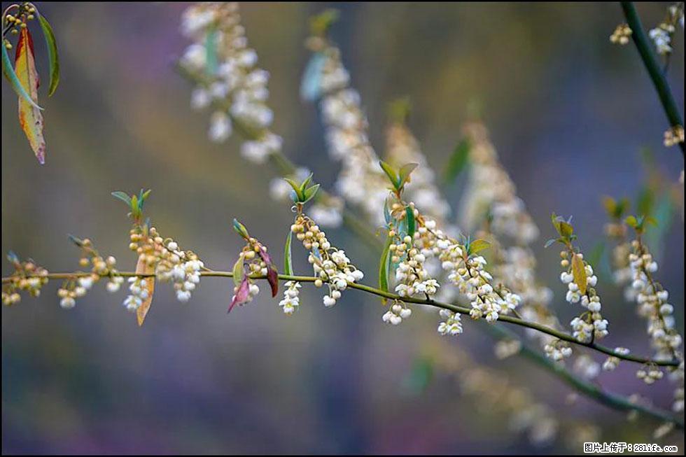 【春天，广西桂林灌阳县向您发出邀请！】米珠山前有片山苍子花在飘香 - 游山玩水 - 海南生活社区 - 海南28生活网 hainan.28life.com