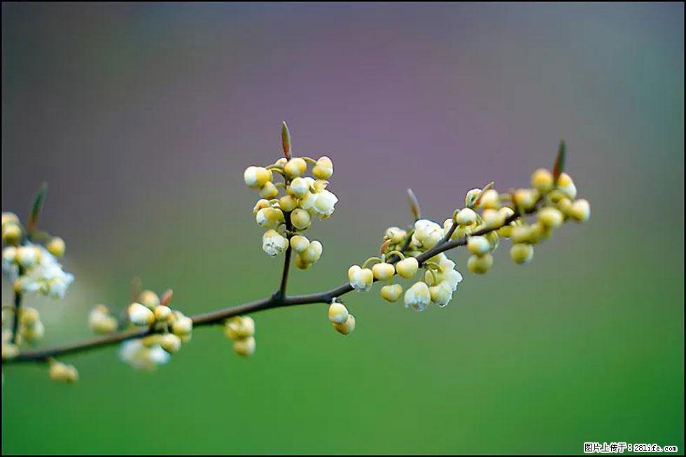 【春天，广西桂林灌阳县向您发出邀请！】米珠山前有片山苍子花在飘香 - 游山玩水 - 海南生活社区 - 海南28生活网 hainan.28life.com
