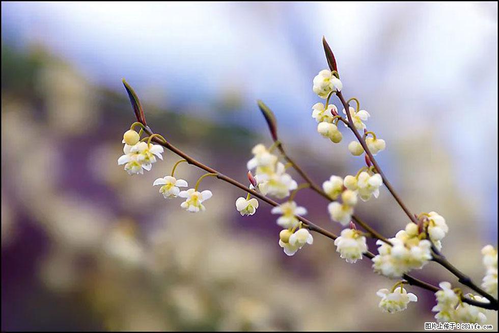 【春天，广西桂林灌阳县向您发出邀请！】米珠山前有片山苍子花在飘香 - 游山玩水 - 海南生活社区 - 海南28生活网 hainan.28life.com