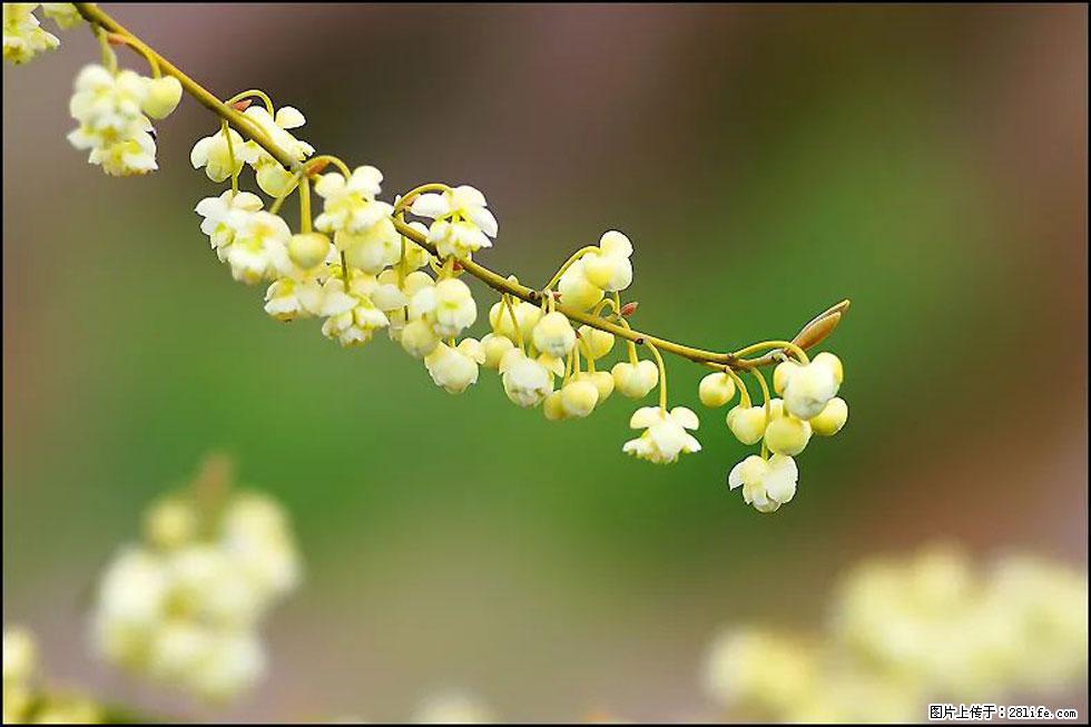 【春天，广西桂林灌阳县向您发出邀请！】米珠山前有片山苍子花在飘香 - 游山玩水 - 海南生活社区 - 海南28生活网 hainan.28life.com