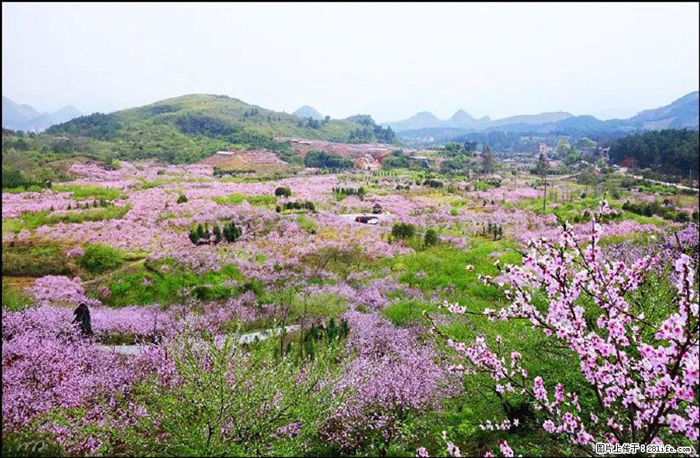 【春天,广西桂林灌阳县向您发出邀请!】官庄村有个醉美的桃花园 - 游山玩水 - 海南生活社区 - 海南28生活网 hainan.28life.com