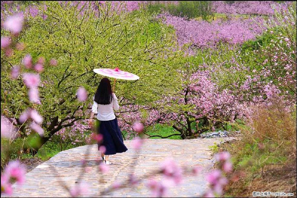 【春天,广西桂林灌阳县向您发出邀请!】官庄村有个醉美的桃花园 - 游山玩水 - 海南生活社区 - 海南28生活网 hainan.28life.com