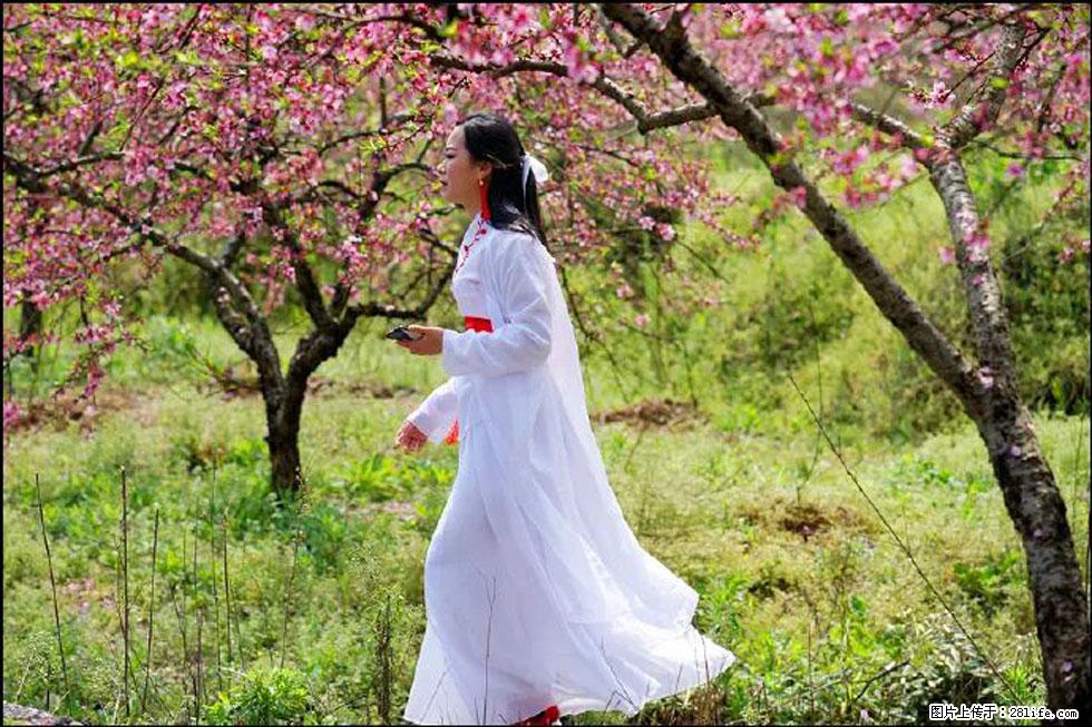 【春天,广西桂林灌阳县向您发出邀请!】官庄村有个醉美的桃花园 - 游山玩水 - 海南生活社区 - 海南28生活网 hainan.28life.com