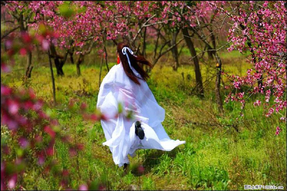 【春天,广西桂林灌阳县向您发出邀请!】官庄村有个醉美的桃花园 - 游山玩水 - 海南生活社区 - 海南28生活网 hainan.28life.com