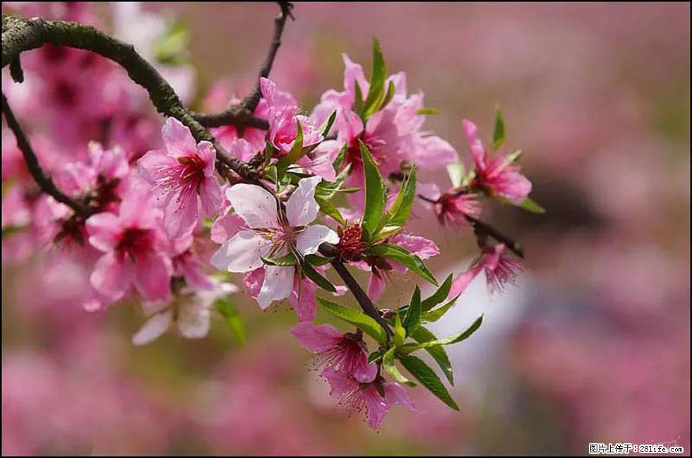 【春天,广西桂林灌阳县向您发出邀请!】官庄村有个醉美的桃花园 - 游山玩水 - 海南生活社区 - 海南28生活网 hainan.28life.com