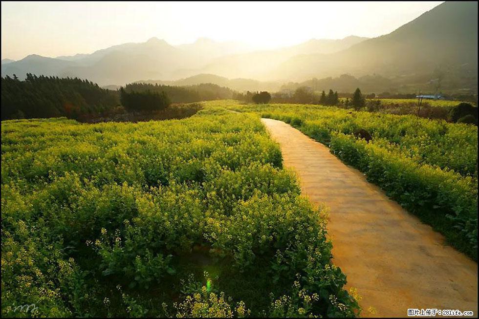 【春天,广西桂林灌阳县向您发出邀请!】长坪村油菜盛情花开 - 游山玩水 - 海南生活社区 - 海南28生活网 hainan.28life.com