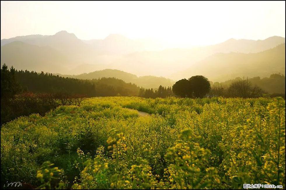 【春天,广西桂林灌阳县向您发出邀请!】长坪村油菜盛情花开 - 游山玩水 - 海南生活社区 - 海南28生活网 hainan.28life.com