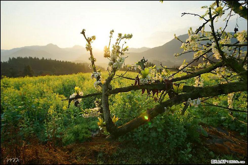 【春天,广西桂林灌阳县向您发出邀请!】长坪村油菜盛情花开 - 游山玩水 - 海南生活社区 - 海南28生活网 hainan.28life.com