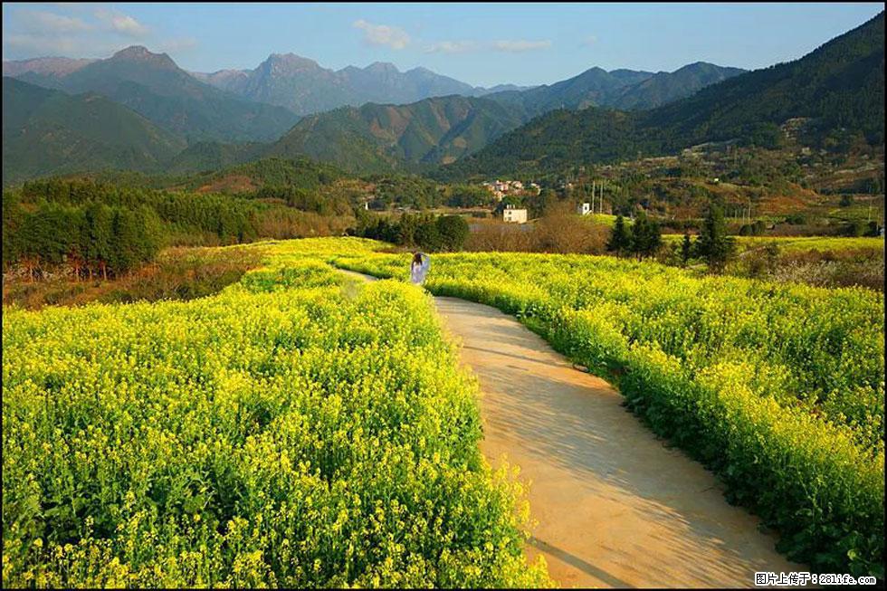 【春天,广西桂林灌阳县向您发出邀请!】长坪村油菜盛情花开 - 游山玩水 - 海南生活社区 - 海南28生活网 hainan.28life.com