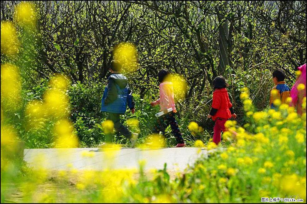 【春天,广西桂林灌阳县向您发出邀请!】长坪村油菜盛情花开 - 游山玩水 - 海南生活社区 - 海南28生活网 hainan.28life.com