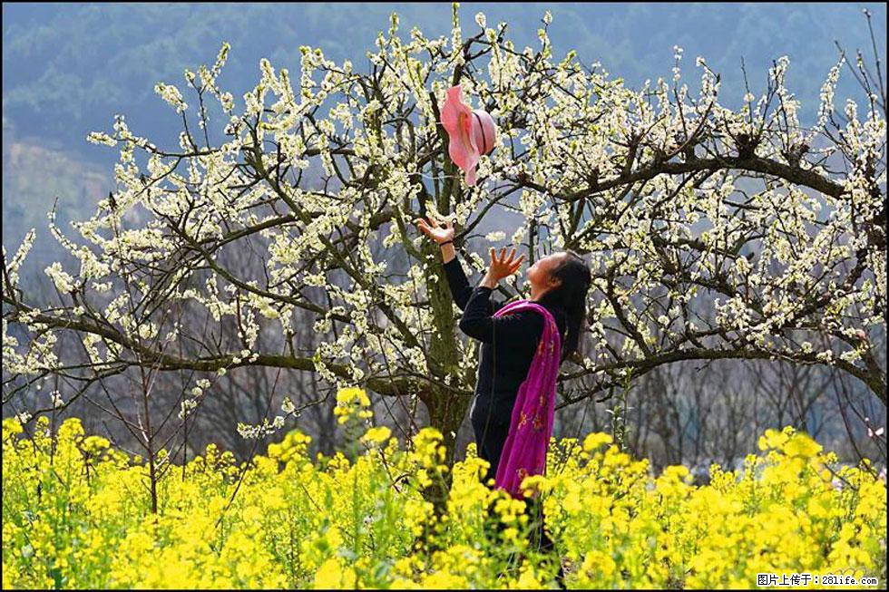 【春天,广西桂林灌阳县向您发出邀请!】长坪村油菜盛情花开 - 游山玩水 - 海南生活社区 - 海南28生活网 hainan.28life.com