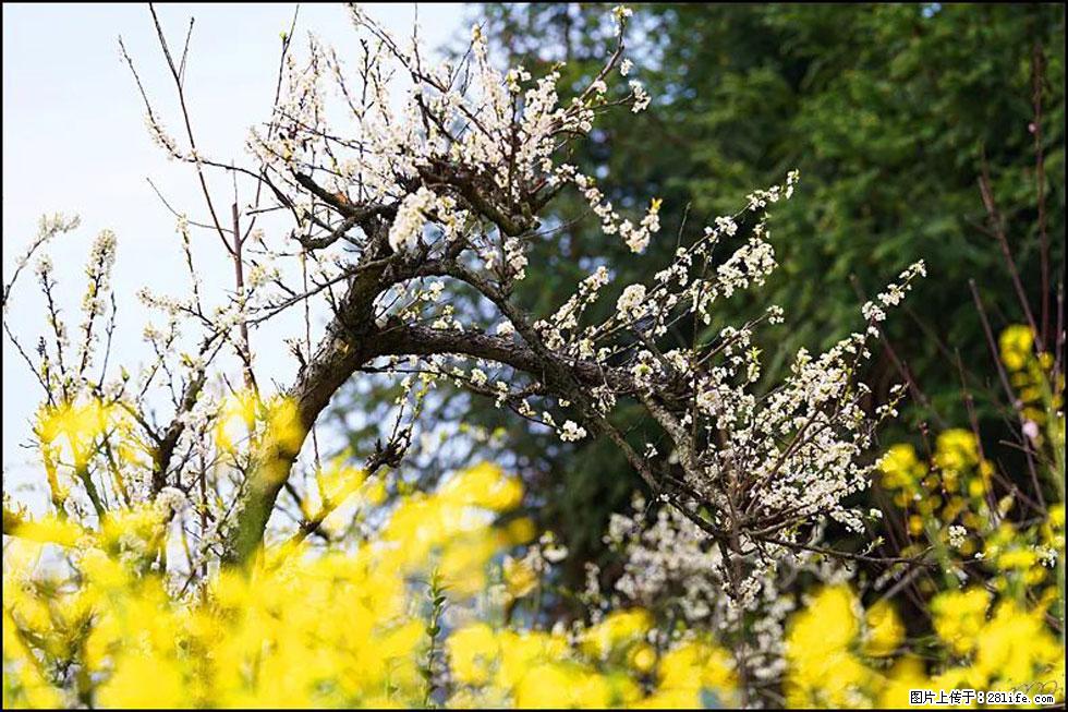 【春天,广西桂林灌阳县向您发出邀请!】长坪村油菜盛情花开 - 游山玩水 - 海南生活社区 - 海南28生活网 hainan.28life.com