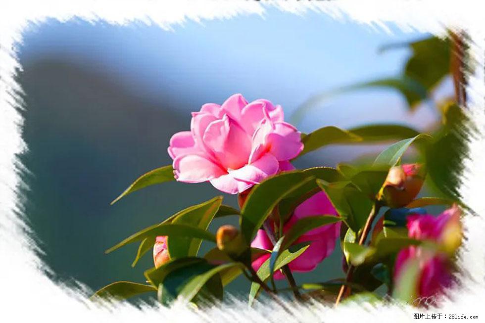 【春天，广西桂林灌阳县向您发出邀请！】杨柳井茶花惹人爱 - 游山玩水 - 海南生活社区 - 海南28生活网 hainan.28life.com