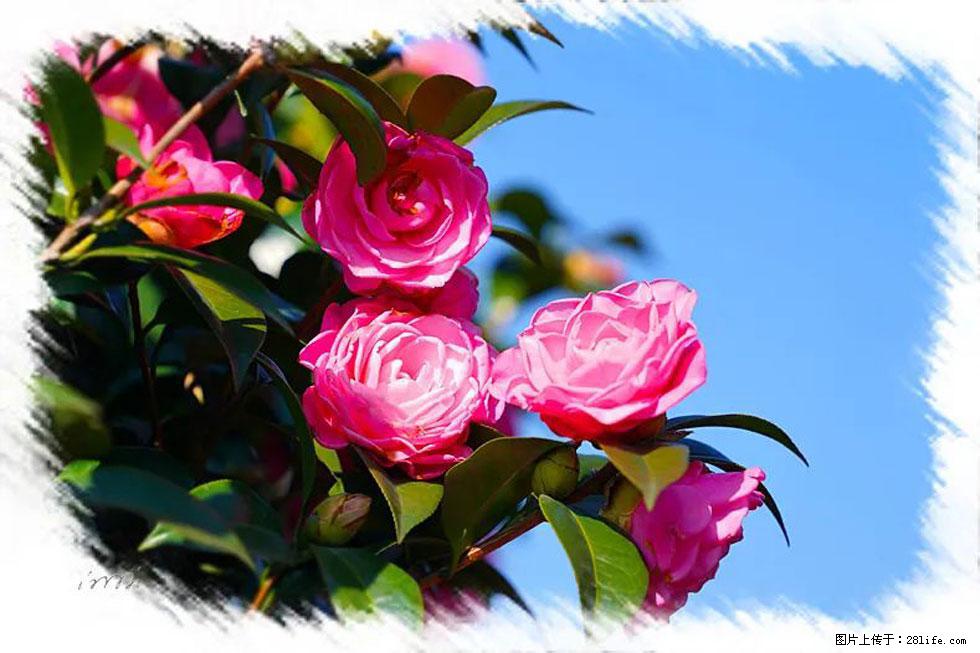 【春天，广西桂林灌阳县向您发出邀请！】杨柳井茶花惹人爱 - 游山玩水 - 海南生活社区 - 海南28生活网 hainan.28life.com