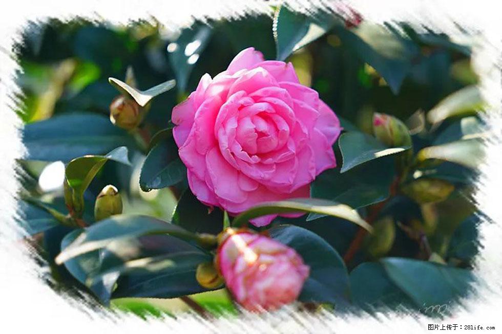 【春天，广西桂林灌阳县向您发出邀请！】杨柳井茶花惹人爱 - 游山玩水 - 海南生活社区 - 海南28生活网 hainan.28life.com