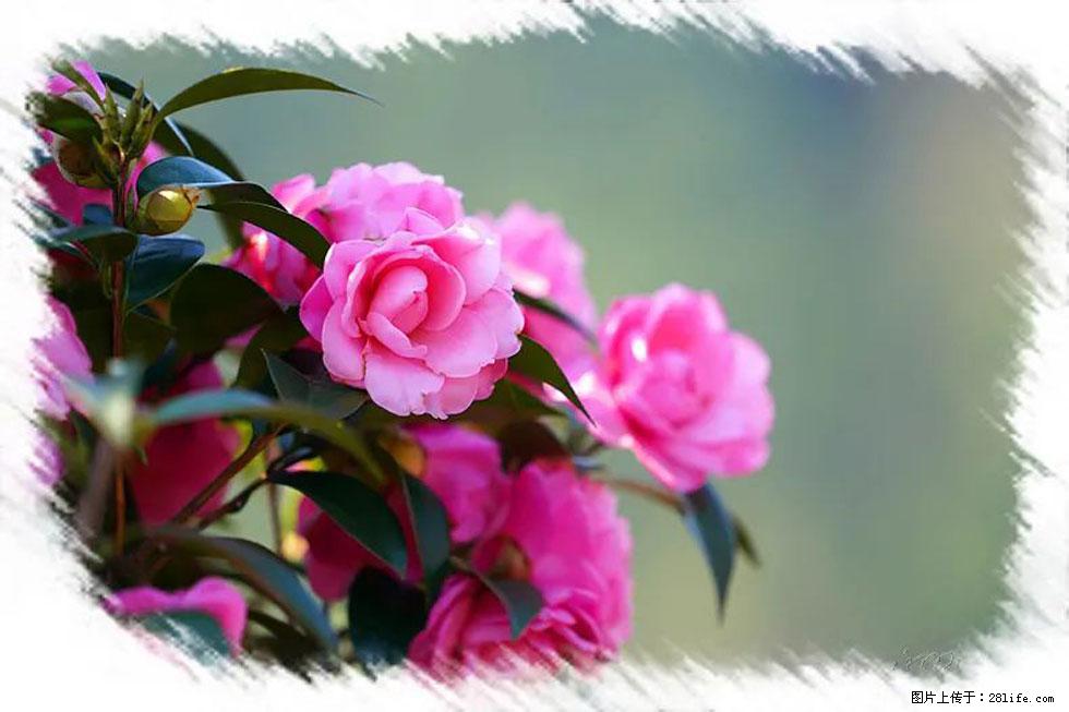 【春天，广西桂林灌阳县向您发出邀请！】杨柳井茶花惹人爱 - 游山玩水 - 海南生活社区 - 海南28生活网 hainan.28life.com