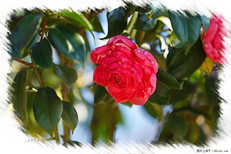 【春天，广西桂林灌阳县向您发出邀请！】杨柳井茶花惹人爱 - 游山玩水 - 海南生活社区 - 海南28生活网 hainan.28life.com