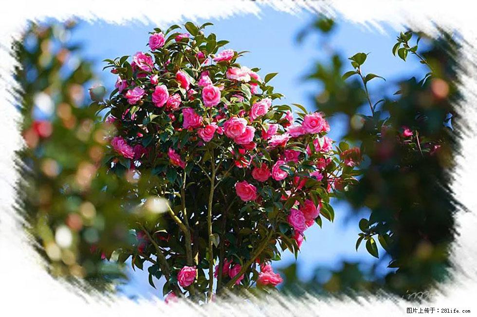 【春天，广西桂林灌阳县向您发出邀请！】杨柳井茶花惹人爱 - 游山玩水 - 海南生活社区 - 海南28生活网 hainan.28life.com