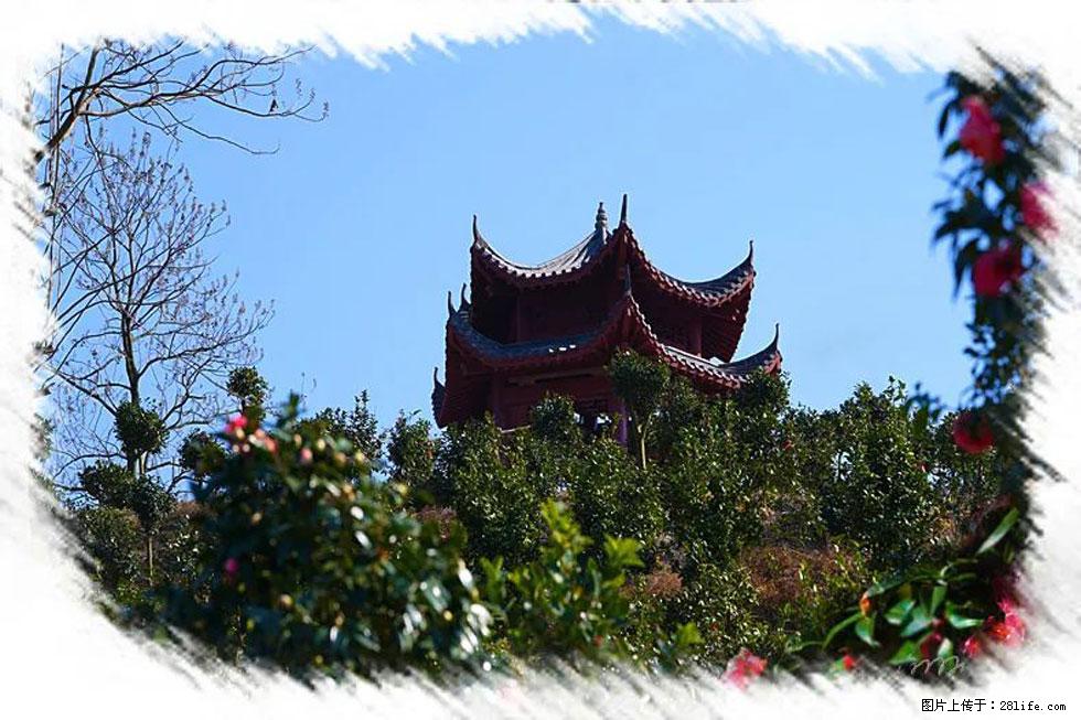 【春天，广西桂林灌阳县向您发出邀请！】杨柳井茶花惹人爱 - 游山玩水 - 海南生活社区 - 海南28生活网 hainan.28life.com