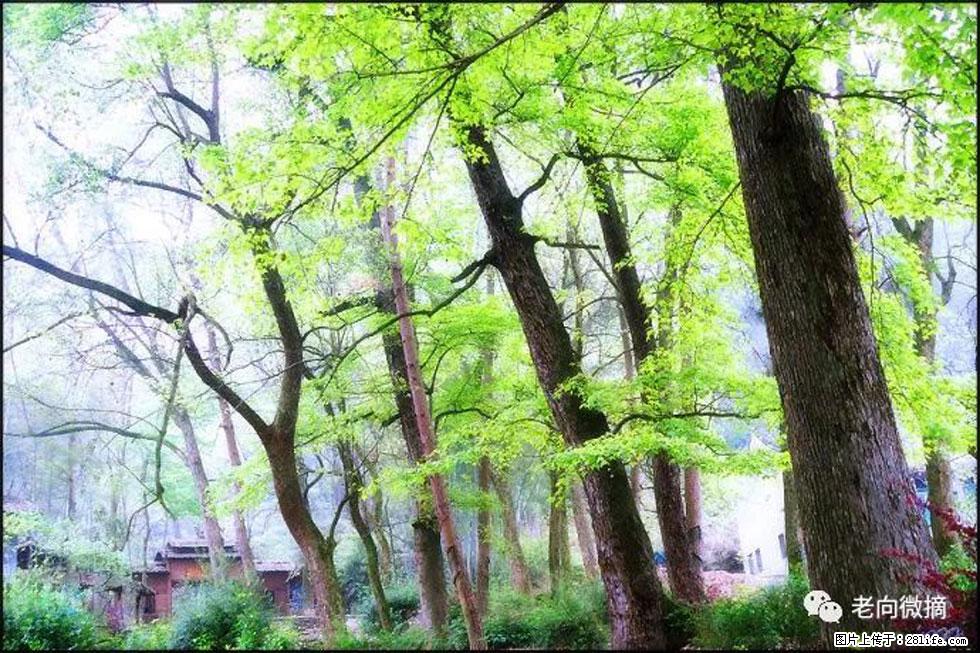 【春天,广西桂林灌阳县向您发出邀请!】在小龙村与春天约会 - 游山玩水 - 海南生活社区 - 海南28生活网 hainan.28life.com