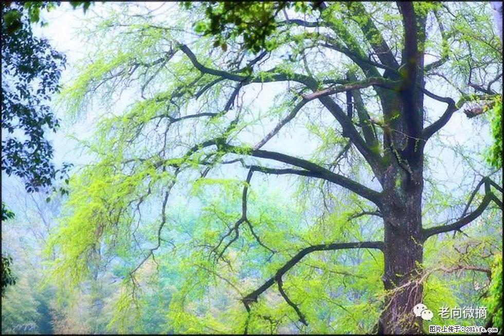 【春天,广西桂林灌阳县向您发出邀请!】在小龙村与春天约会 - 游山玩水 - 海南生活社区 - 海南28生活网 hainan.28life.com