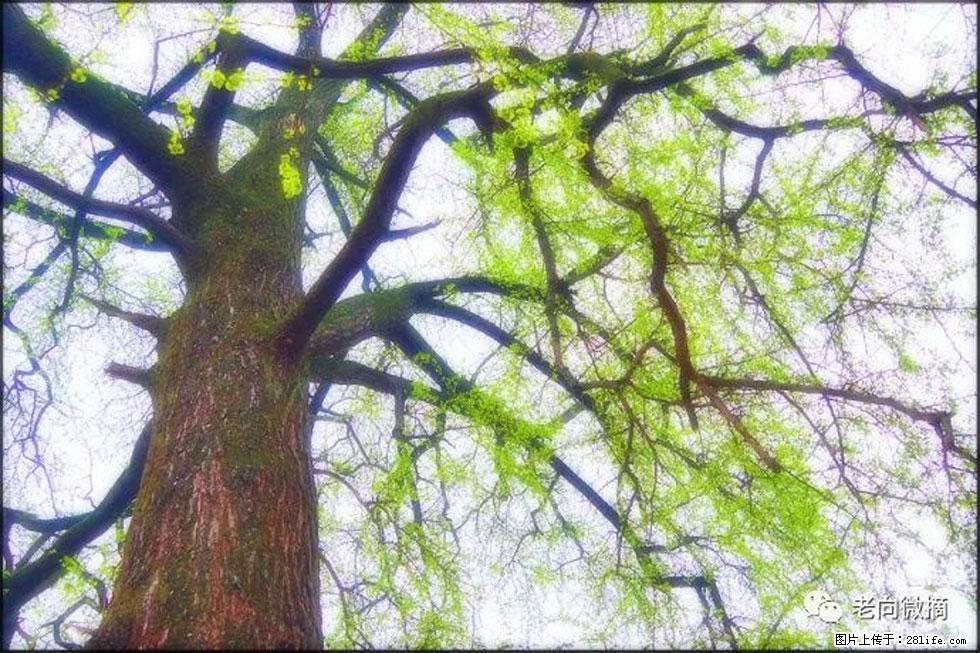 【春天,广西桂林灌阳县向您发出邀请!】在小龙村与春天约会 - 游山玩水 - 海南生活社区 - 海南28生活网 hainan.28life.com