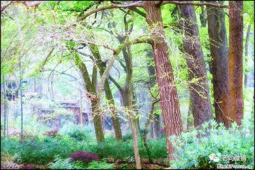 【春天,广西桂林灌阳县向您发出邀请!】在小龙村与春天约会 - 游山玩水 - 海南生活社区 - 海南28生活网 hainan.28life.com