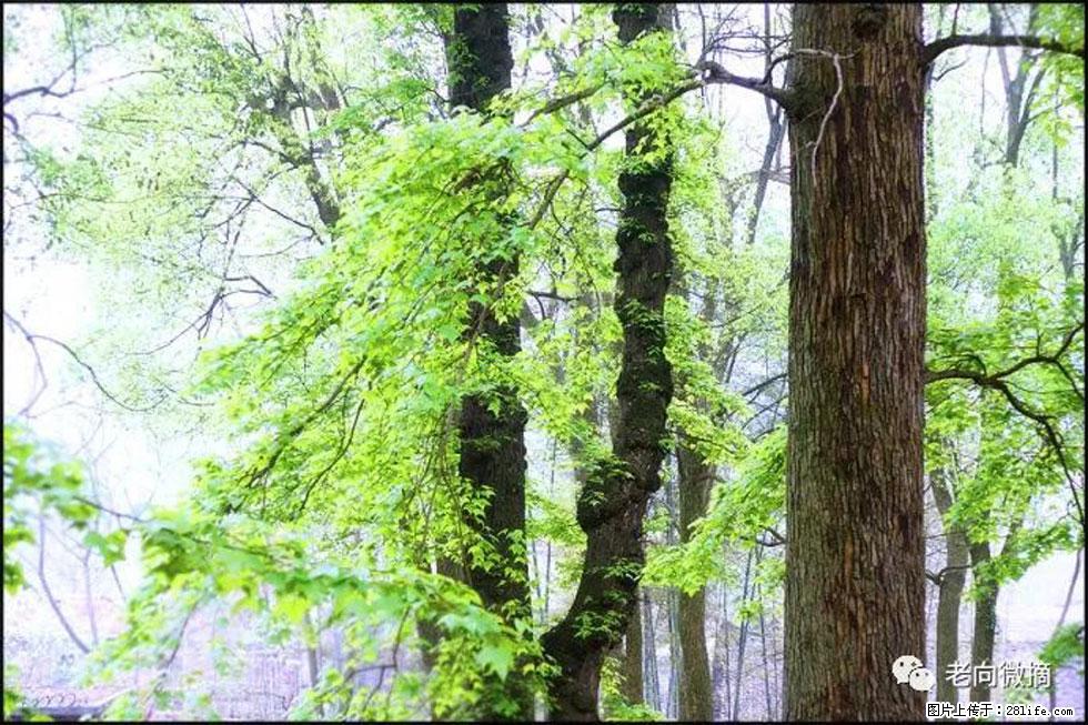 【春天,广西桂林灌阳县向您发出邀请!】在小龙村与春天约会 - 游山玩水 - 海南生活社区 - 海南28生活网 hainan.28life.com