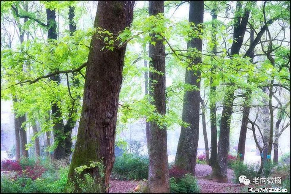 【春天,广西桂林灌阳县向您发出邀请!】在小龙村与春天约会 - 游山玩水 - 海南生活社区 - 海南28生活网 hainan.28life.com