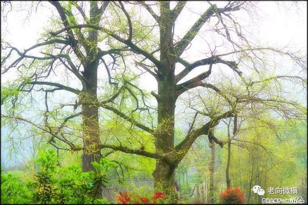 【春天,广西桂林灌阳县向您发出邀请!】在小龙村与春天约会 - 游山玩水 - 海南生活社区 - 海南28生活网 hainan.28life.com