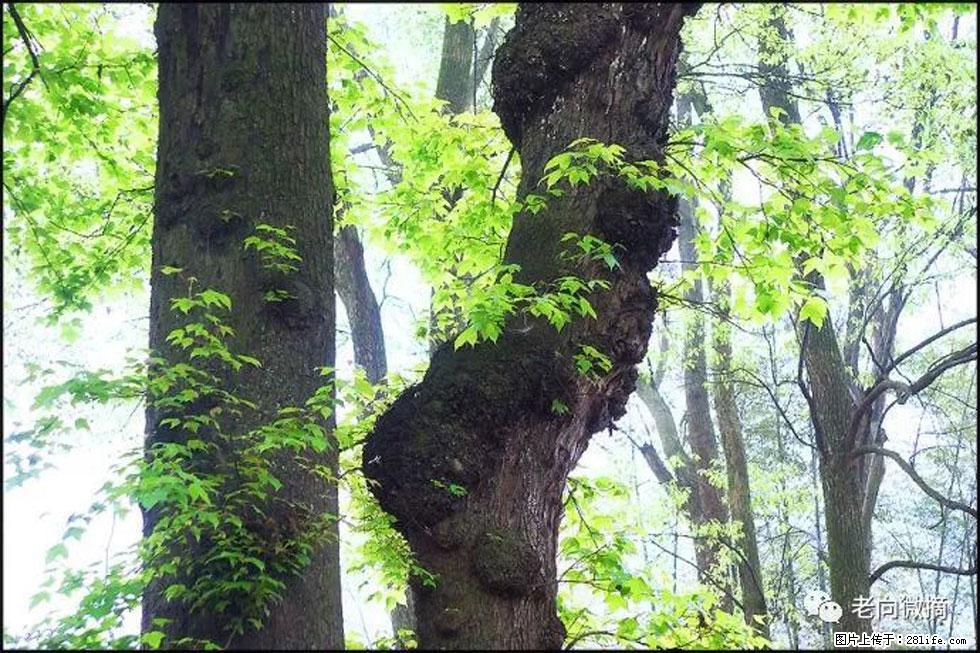 【春天,广西桂林灌阳县向您发出邀请!】在小龙村与春天约会 - 游山玩水 - 海南生活社区 - 海南28生活网 hainan.28life.com