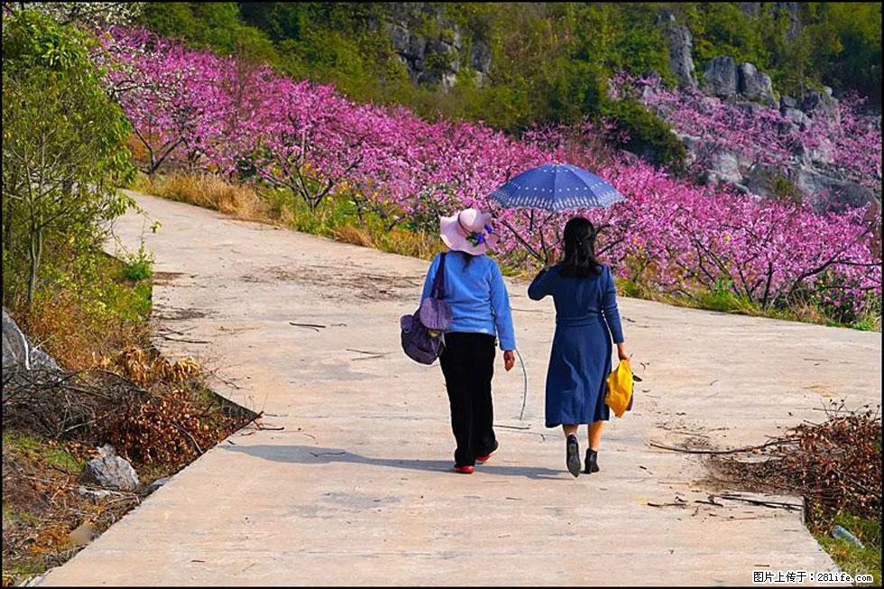 【春天,广西桂林灌阳县向您发出邀请!】望月岭上桃花开 - 游山玩水 - 海南生活社区 - 海南28生活网 hainan.28life.com