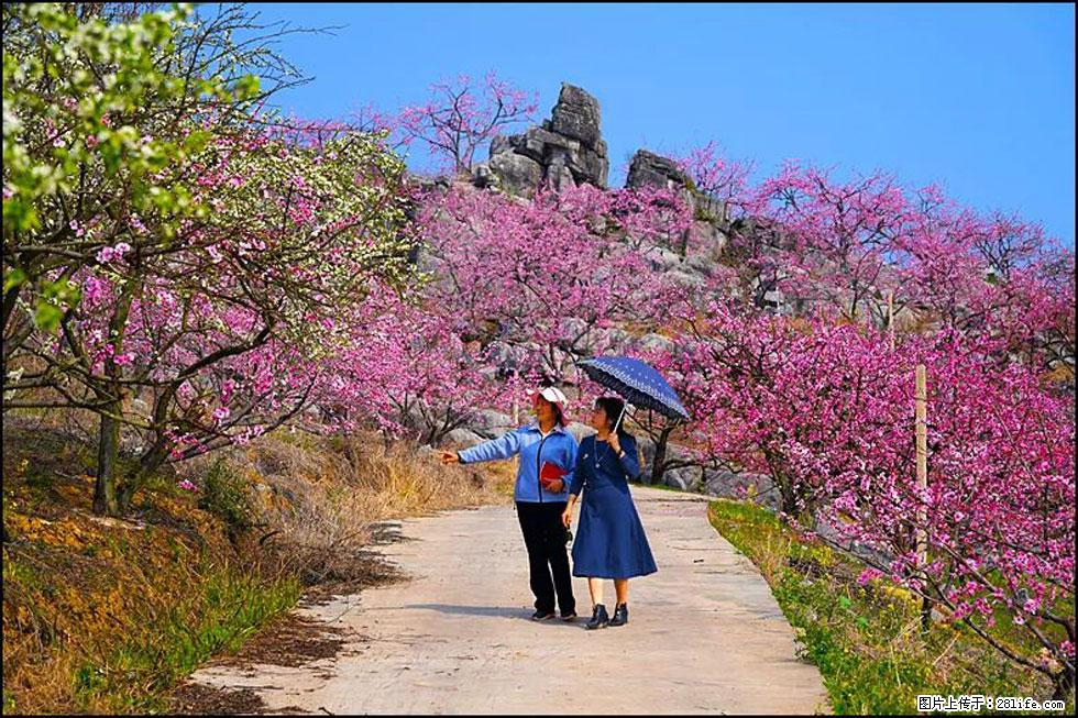 【春天,广西桂林灌阳县向您发出邀请!】望月岭上桃花开 - 游山玩水 - 海南生活社区 - 海南28生活网 hainan.28life.com
