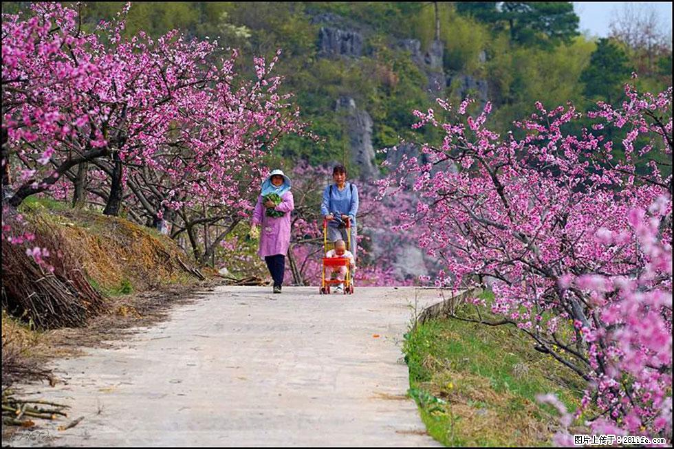 【春天,广西桂林灌阳县向您发出邀请!】望月岭上桃花开 - 游山玩水 - 海南生活社区 - 海南28生活网 hainan.28life.com