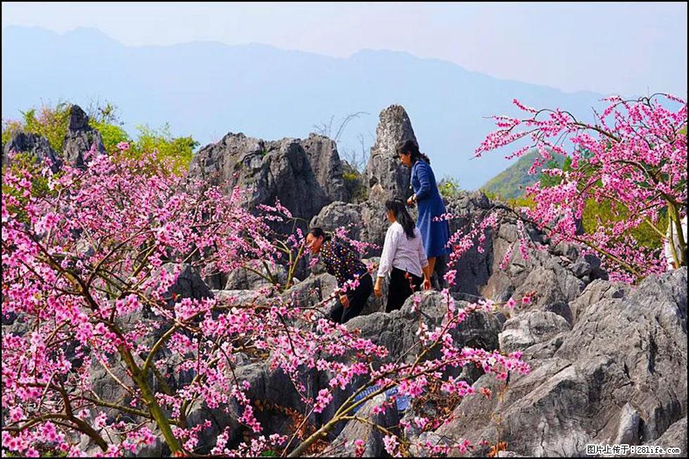 【春天,广西桂林灌阳县向您发出邀请!】望月岭上桃花开 - 游山玩水 - 海南生活社区 - 海南28生活网 hainan.28life.com