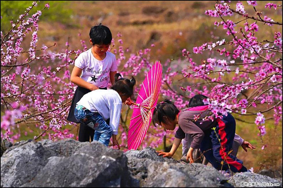 【春天,广西桂林灌阳县向您发出邀请!】望月岭上桃花开 - 游山玩水 - 海南生活社区 - 海南28生活网 hainan.28life.com