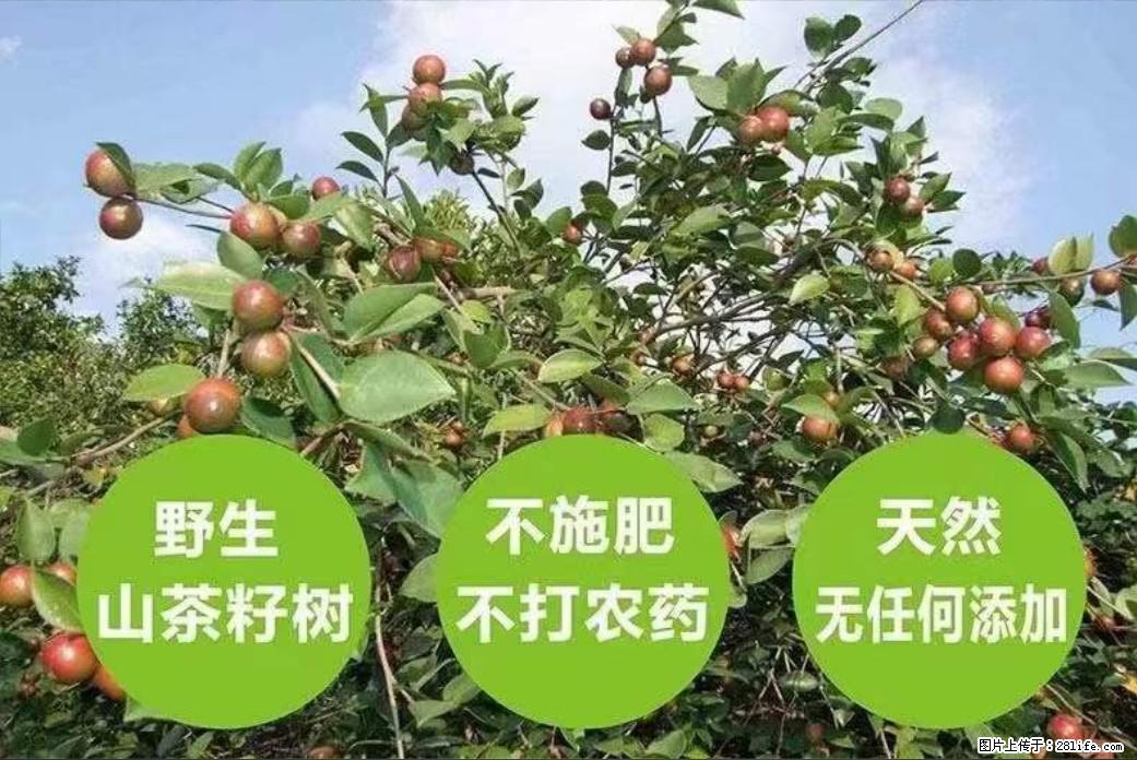 【灌阳县油茶产业示范区】一个有着充实的精神生活的人，对待身外之物自会有一种淡泊的态度 - 美食天地 - 海南生活社区 - 海南28生活网 hainan.28life.com