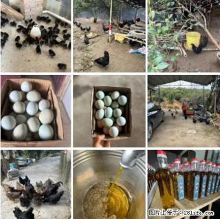 油茶园从小鸡仔开始养起的纯土鸡、土鸡蛋可以预定啦！还有前几天刚榨的纯山茶油哦 - 海南28生活网 hainan.28life.com