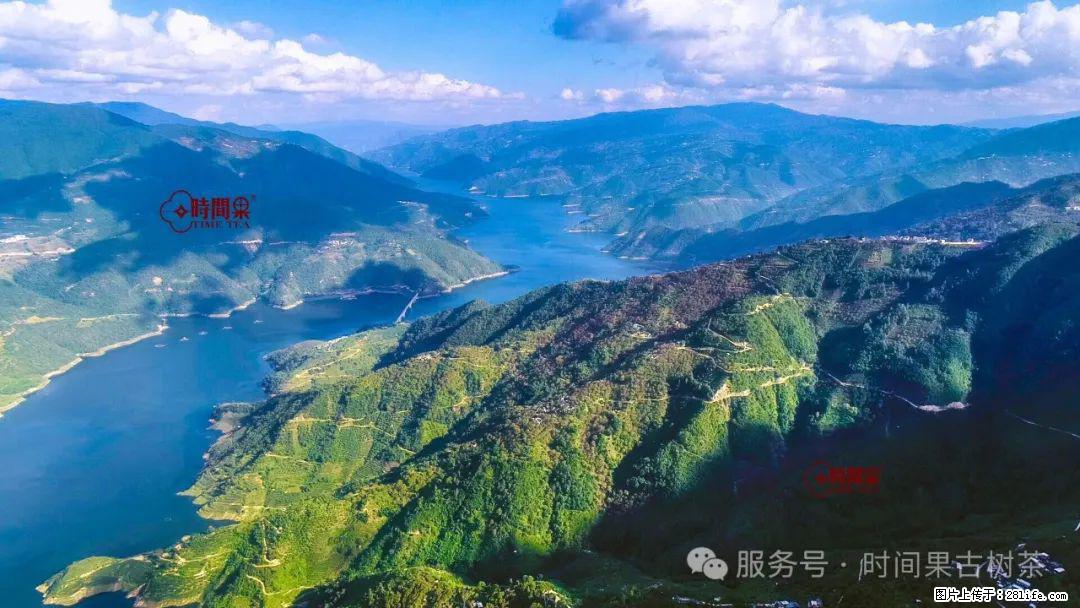 时间果百年古树龙珠普洱生茶 - 购物交流 - 海南生活社区 - 海南28生活网 hainan.28life.com