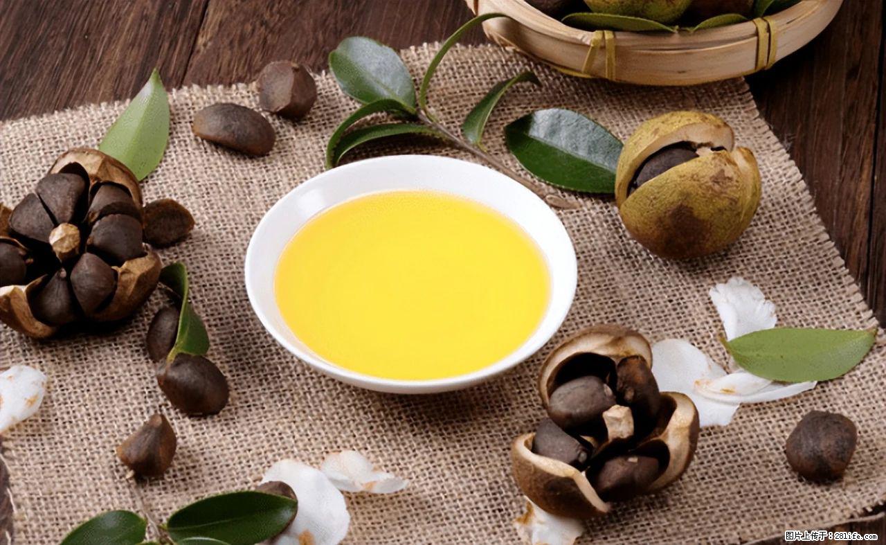 揭秘茶油的5大核心营养成分!被称为人体健康的“守护盾”! - 海南生活资讯 - 海南28生活网 hainan.28life.com