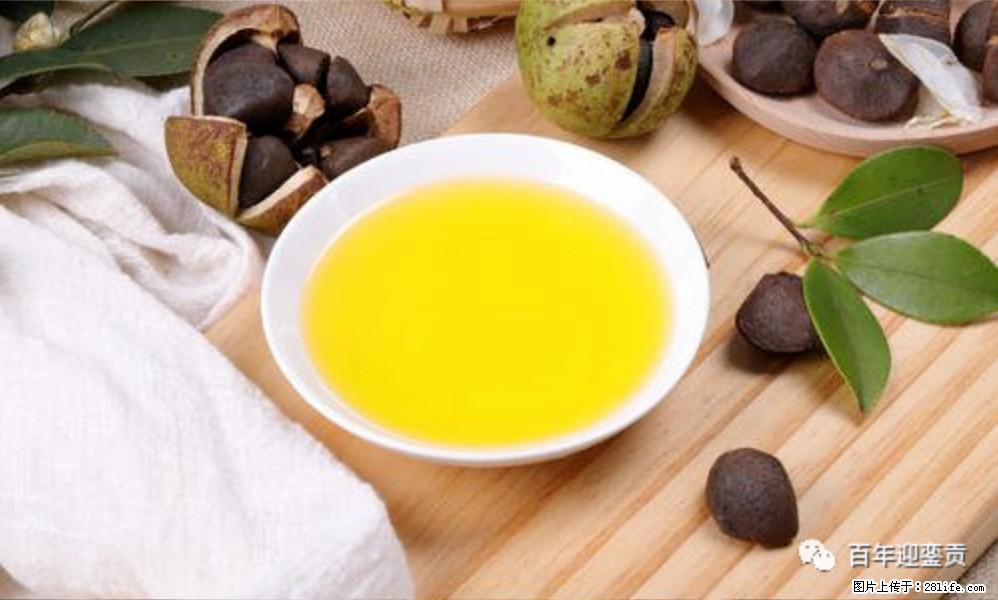 揭秘茶油的5大核心营养成分!被称为人体健康的“守护盾”! - 海南生活资讯 - 海南28生活网 hainan.28life.com